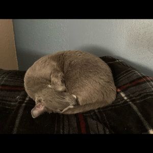 Meet your Posher, Molly